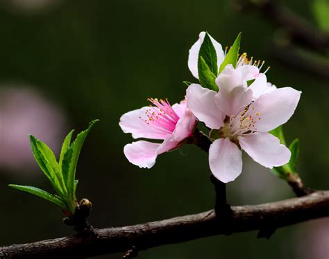 開桃花